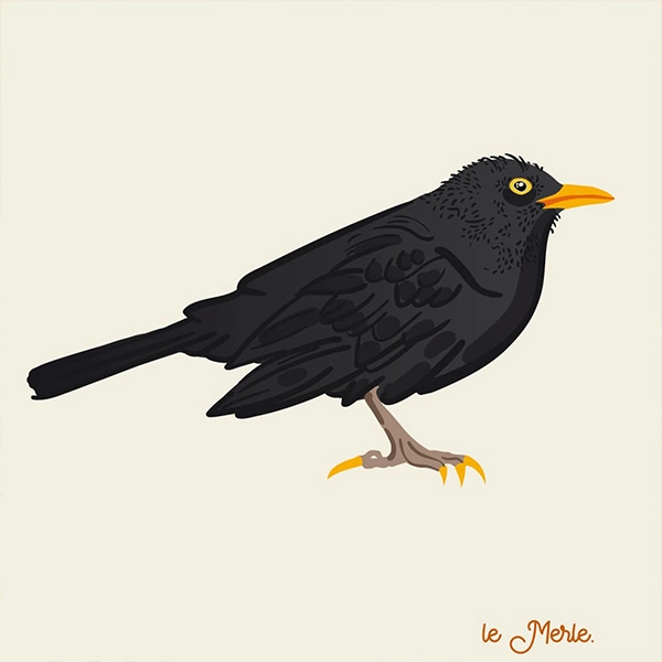 illustration oiseau